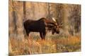 Photographic Print