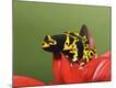 Premium Photographic Print