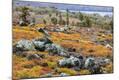 Photographic Print