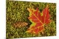 Premium Photographic Print