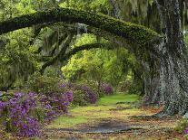 Coast Live Oaks and Azaleas Blossom, Magnolia Plantation, Charleston, South Carolina, USA-Adam Jones-Photographic Print