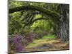 Photographic Print