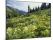 Photographic Print