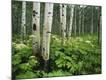 Premium Photographic Print