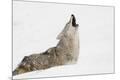 Premium Photographic Print