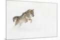 Premium Photographic Print