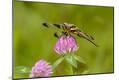 Premium Photographic Print