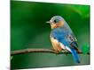 Premium Photographic Print