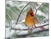 Premium Photographic Print