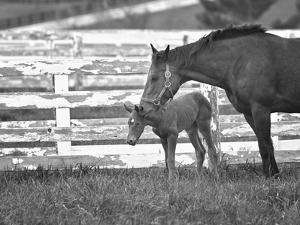 Female Thoroughbred and Foal, Donamire Horse Farm, Lexington, Kentucky by Adam Jones