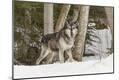 Premium Photographic Print