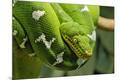 Photographic Print