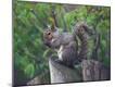 Photographic Print