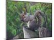 Photographic Print
