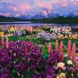 Iris and Lupine Garden and Teton Range at Oxbow Bend, Wyoming, USA-Adam Jones-Photographic Print
