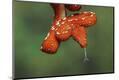 Premium Photographic Print