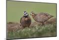 Premium Photographic Print