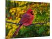 Photographic Print