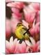 Premium Photographic Print