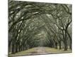 Photographic Print