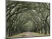 Photographic Print
