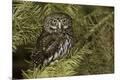Premium Photographic Print