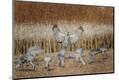 Premium Photographic Print