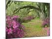 Premium Photographic Print