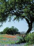Live Oak, Paintbrush, and Bluebonnets in Texas Hill Country, USA-Adam Jones-Photographic Print