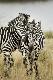 Premium Photographic Print