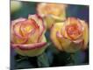 Premium Photographic Print