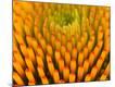 Premium Photographic Print