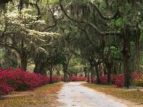 Road Lined with Azaleas and Live Oaks, Spanish Moss, Savannah, Georgia, USA-Adam Jones-Photographic Print