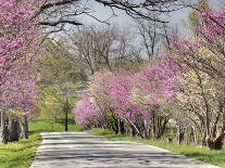 Road Lined with Azaleas and Live Oaks, Spanish Moss, Savannah, Georgia, USA-Adam Jones-Photographic Print