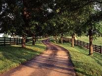 Road Lined with Azaleas and Live Oaks, Spanish Moss, Savannah, Georgia, USA-Adam Jones-Photographic Print