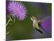 Premium Photographic Print