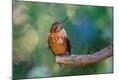 Photographic Print