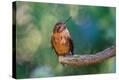 Stretched Canvas Print