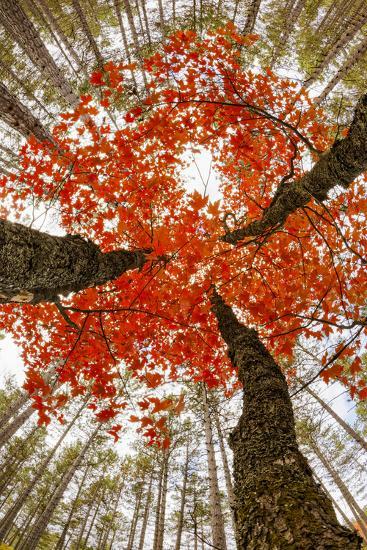 Skyward View of Maple Tree in Pine Forest, Upper Peninsula of Michigan ...