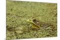 Premium Photographic Print