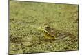 Premium Photographic Print
