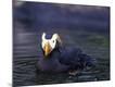 Premium Photographic Print