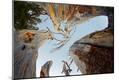 Photographic Print
