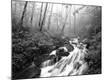 Photographic Print