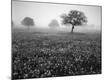 Premium Photographic Print
