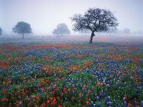 Field of Cosmos Flower, Union, Kentucky, USA-Adam Jones-Photographic Print