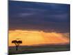 Photographic Print