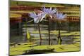 Premium Photographic Print