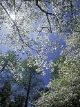 Craggy Gardens, Pisgah National Forest, North Carolina, USA-Adam Jones-Photographic Print