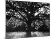 Photographic Print